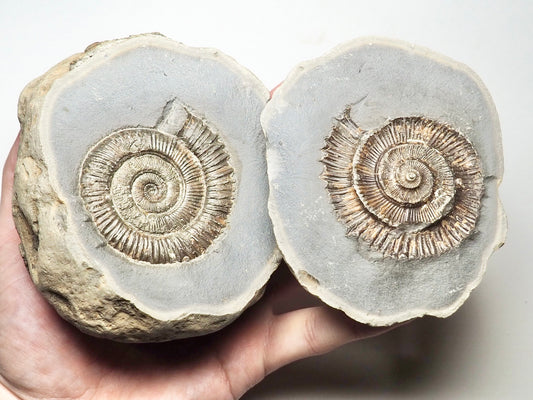 Peronoceras Ammonite Pos/Neg