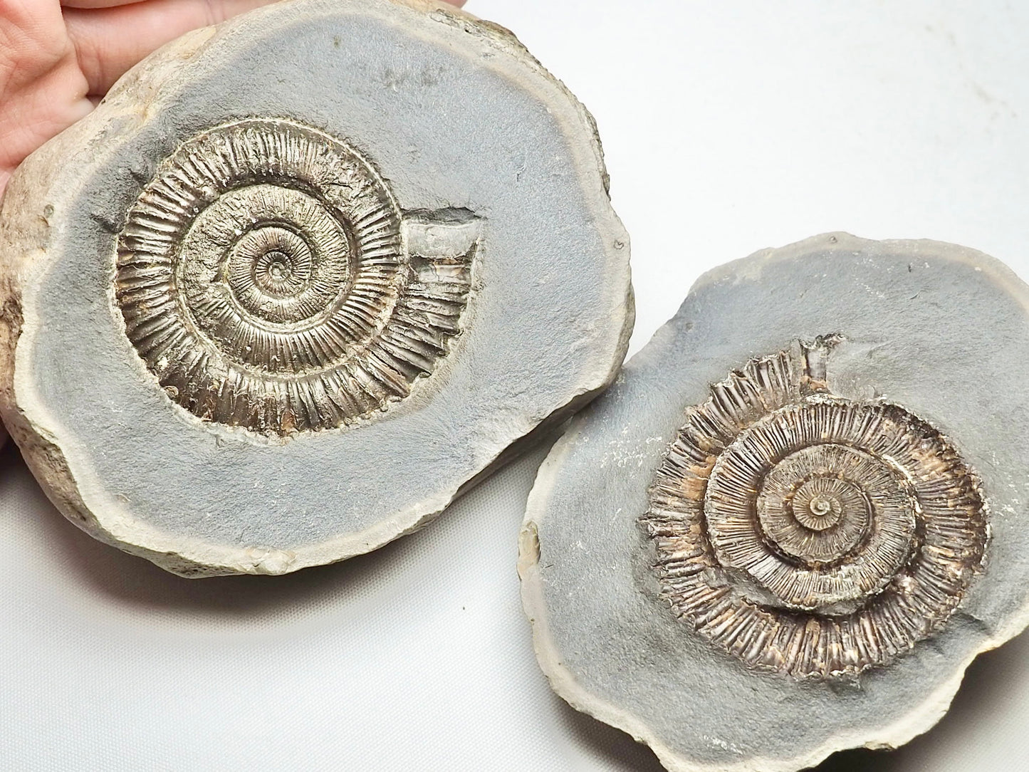 Peronoceras Ammonite Pos/Neg