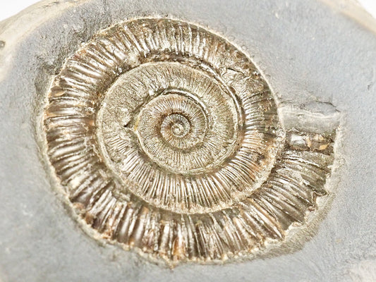 Peronoceras Ammonite Pos/Neg