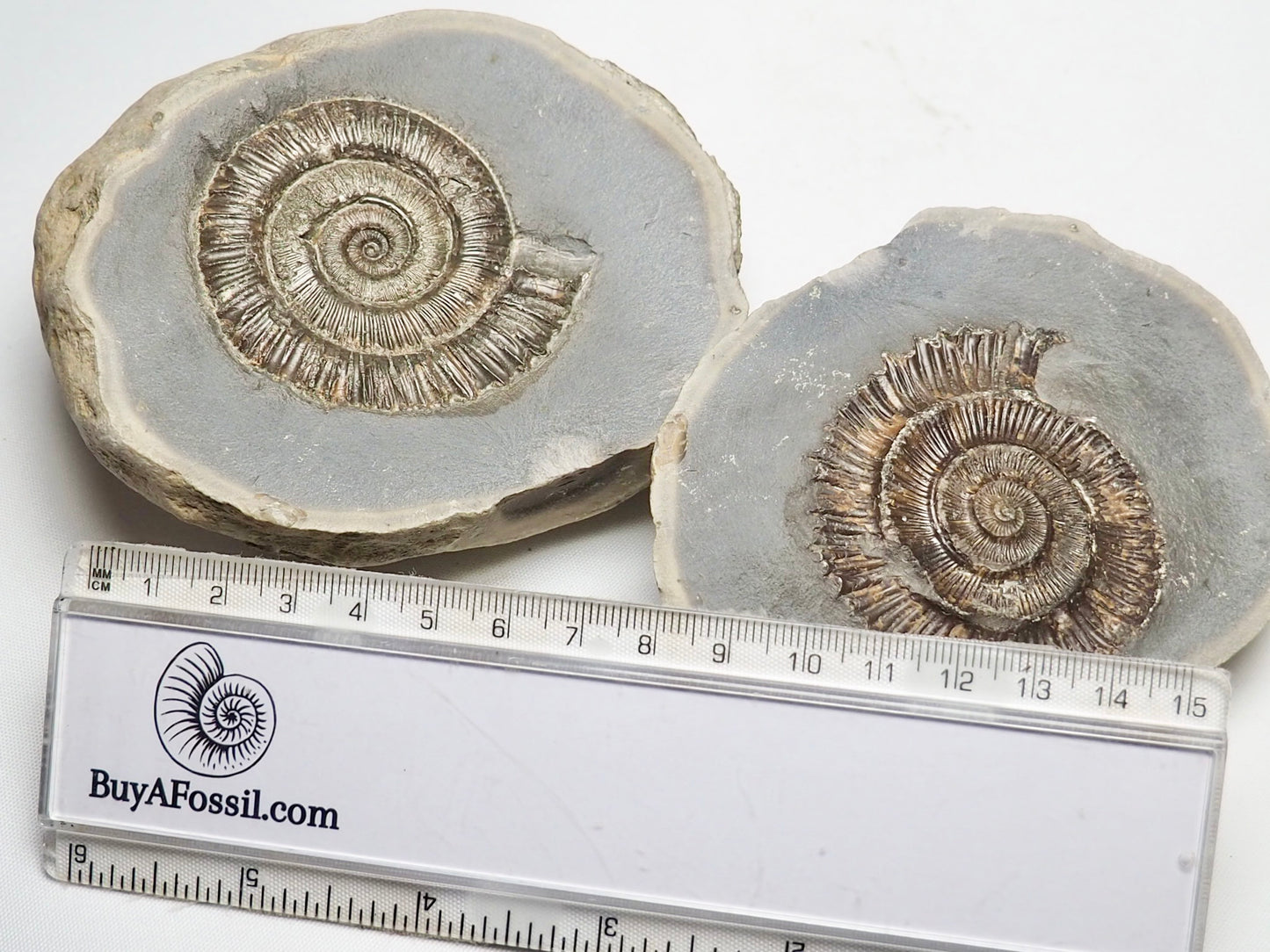 Peronoceras Ammonite Pos/Neg