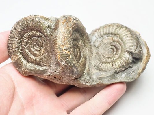 Triple Dactylioceras Fossil Whitby