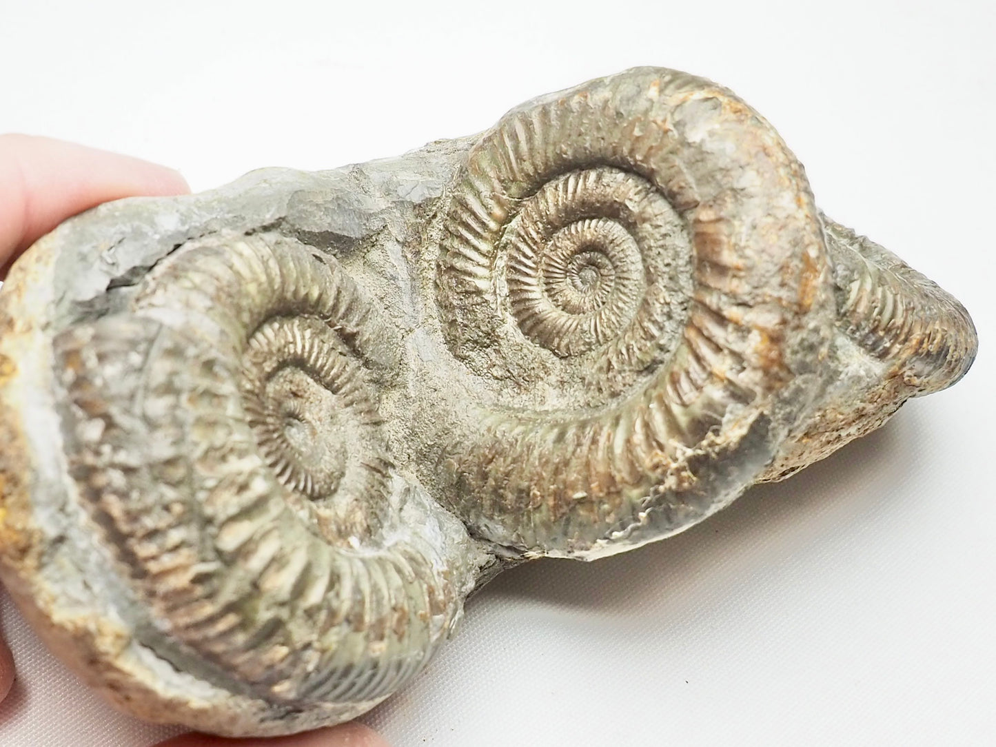 Triple Dactylioceras Fossil Whitby