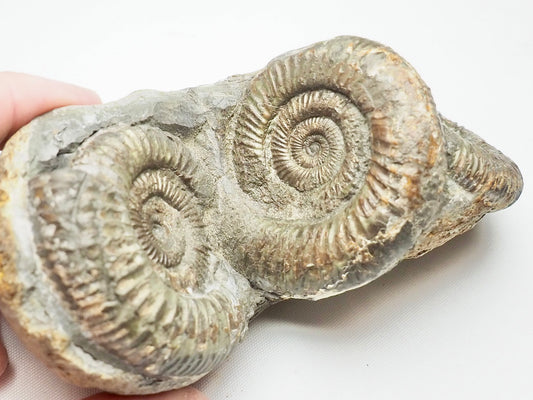 Triple Dactylioceras Fossil Whitby