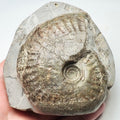 Pseudolioceras Ammonite Fossil – Whitby Yorkshire Coast – Jurassic