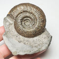 Dactylioceras Semicelatum Ammonite Fossil for Sale – Whitby Yorkshire Coast Jurassic
