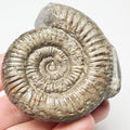 Dactylioceras With CutBase Ammonite Fossil for Sale – Whitby Yorkshire Coast Jurassic