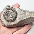 Dactylioceras On Matrix Ammonite Fossil for Sale – Whitby Yorkshire Coast Jurassic