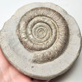 Quality Tenuicostatum Dactylioceras Ammonite Fossil for Sale – Whitby Yorkshire Coast Jurassic