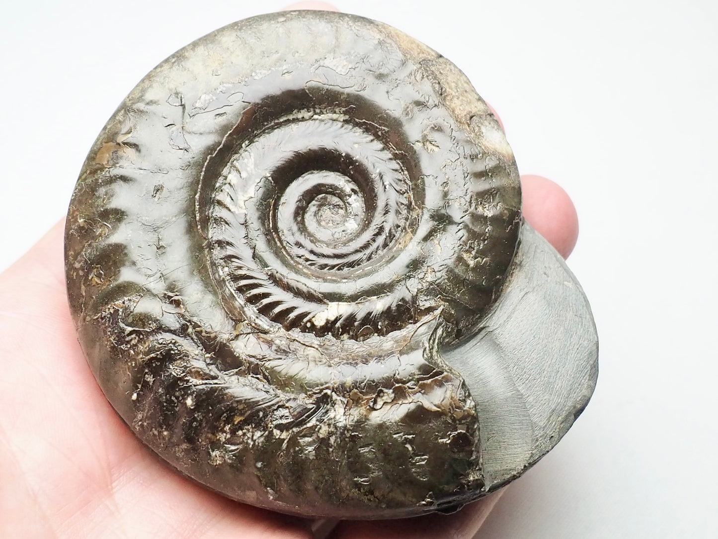 Hildoceras Ammonite