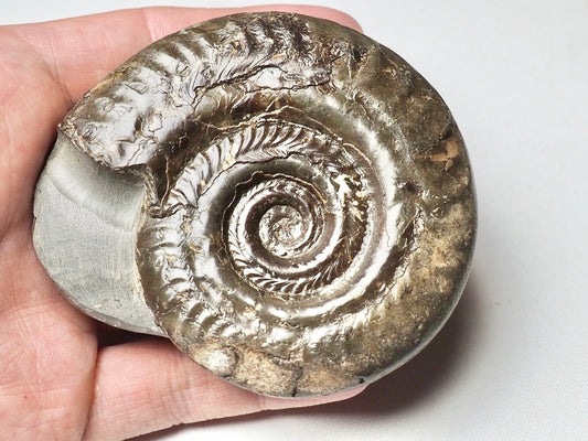 Hildoceras Ammonite