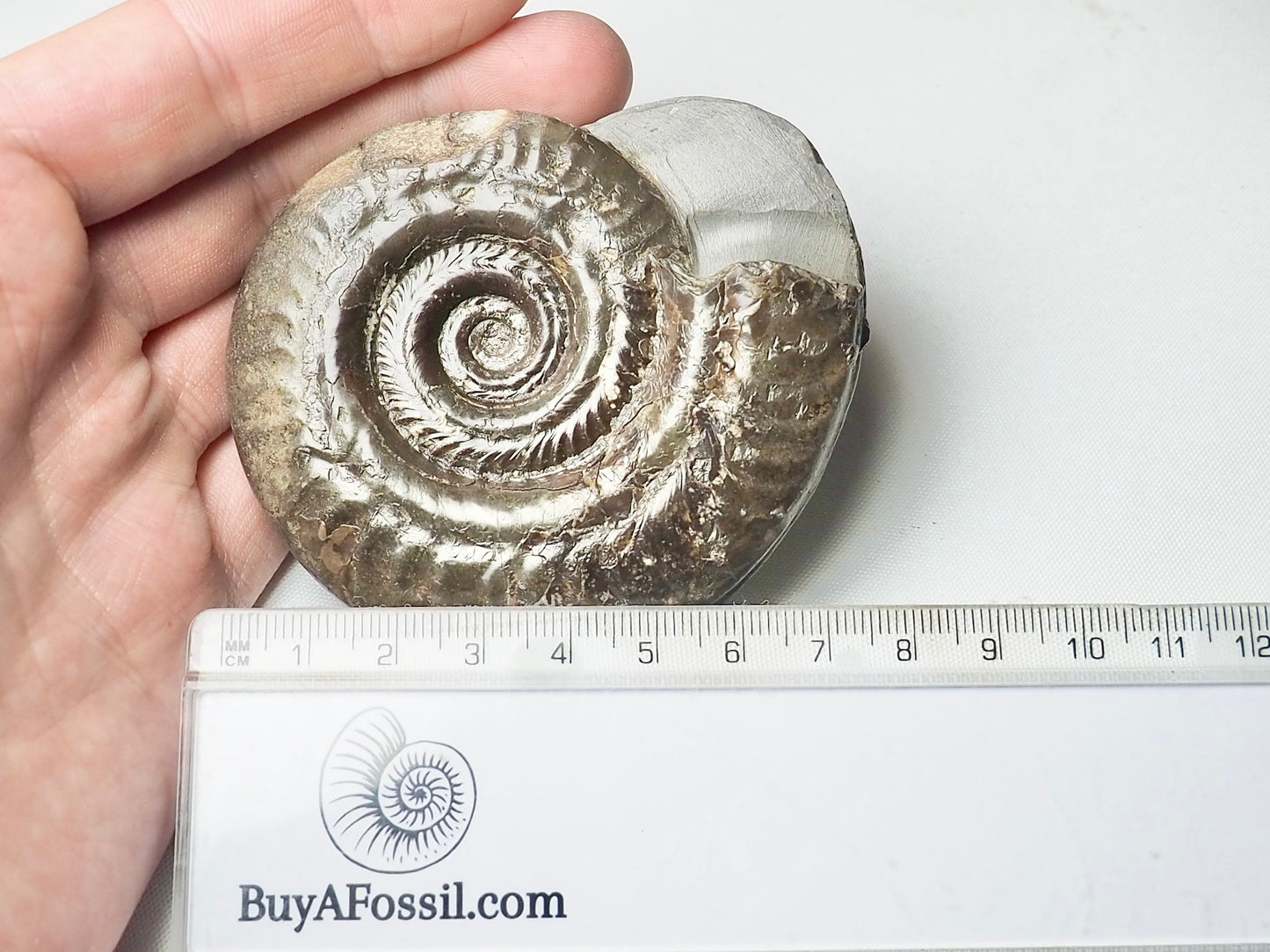 Hildoceras Ammonite