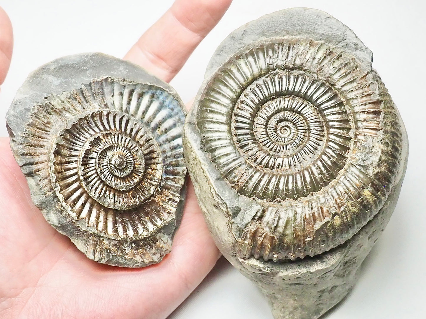 Dactylioceras Ammonite Pos/Neg