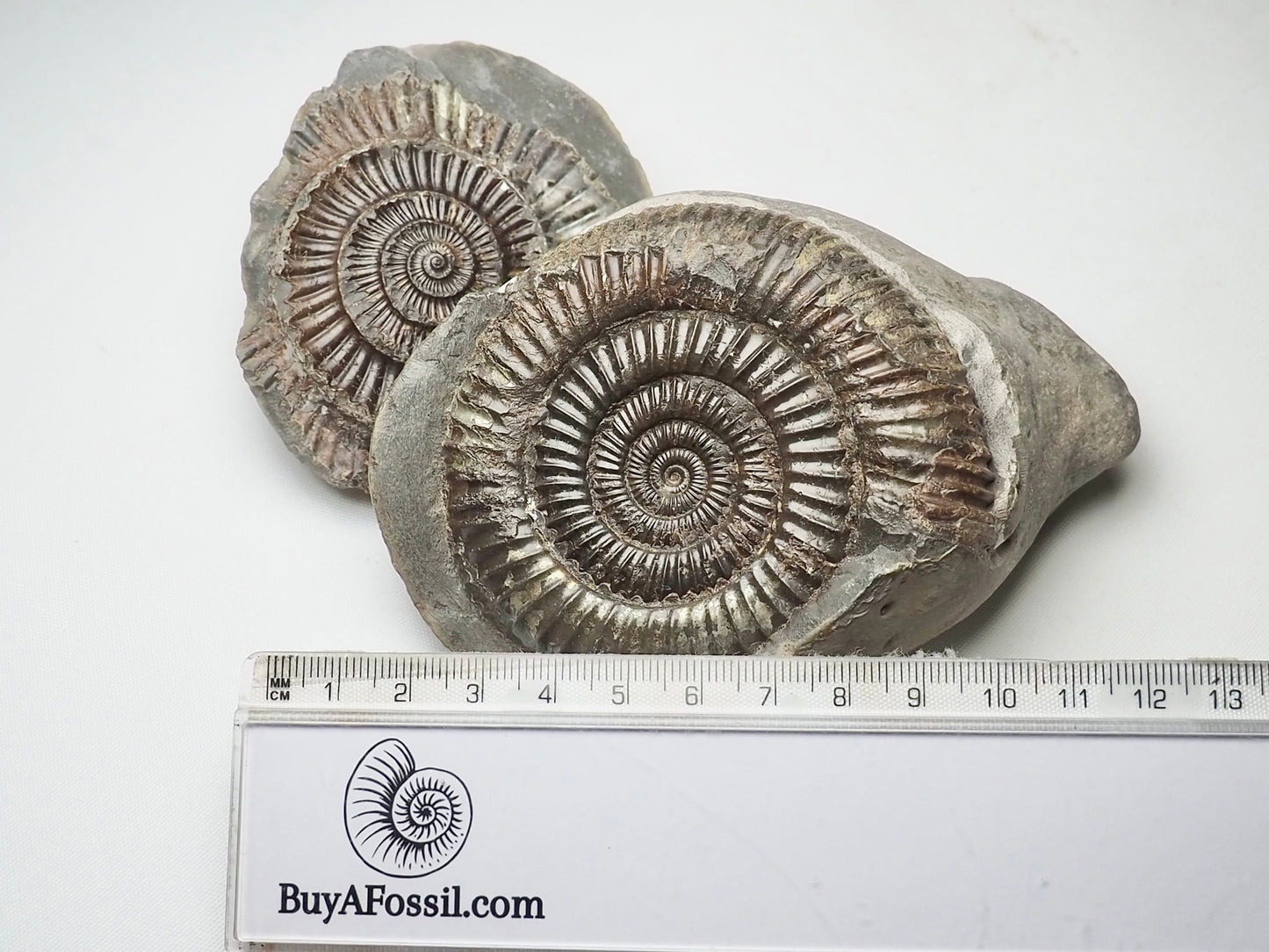 Dactylioceras Ammonite Pos/Neg