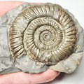 Dactylioceras On Matrix Ammonite Fossil for Sale – Whitby Yorkshire Coast Jurassic