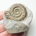 Dactylioceras With CutBase Ammonite Fossil for Sale – Whitby Yorkshire Coast Jurassic