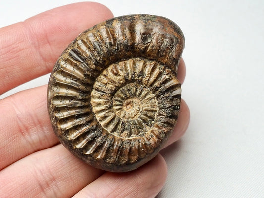 Small Pleuroceras Ammonite