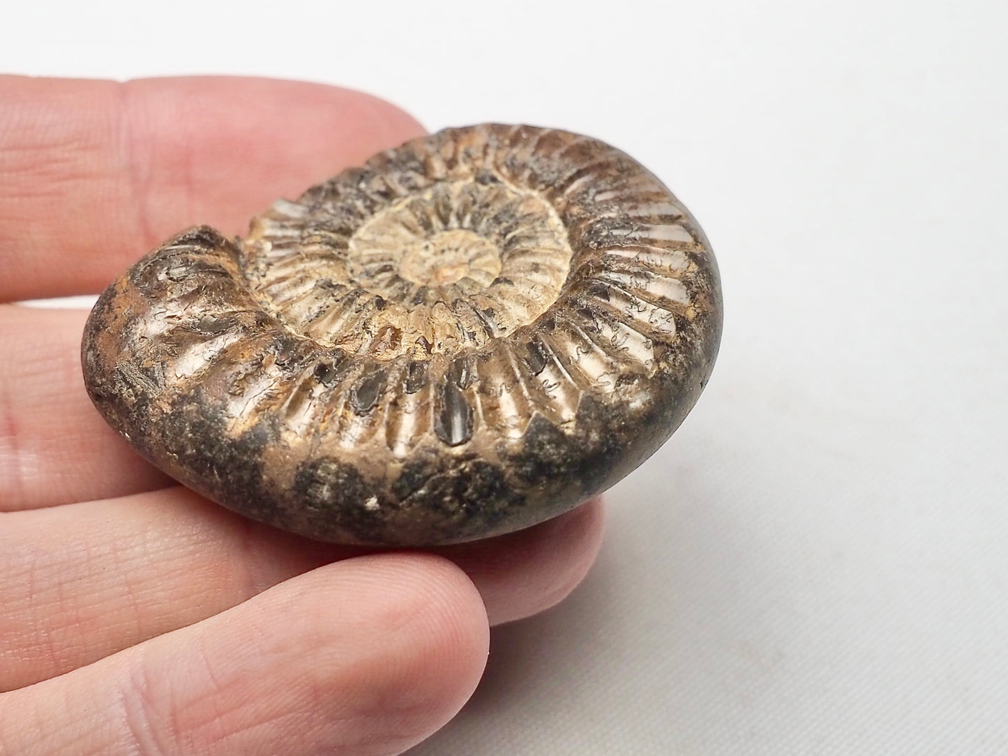 Small Pleuroceras Ammonite