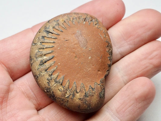 Small Pleuroceras Ammonite