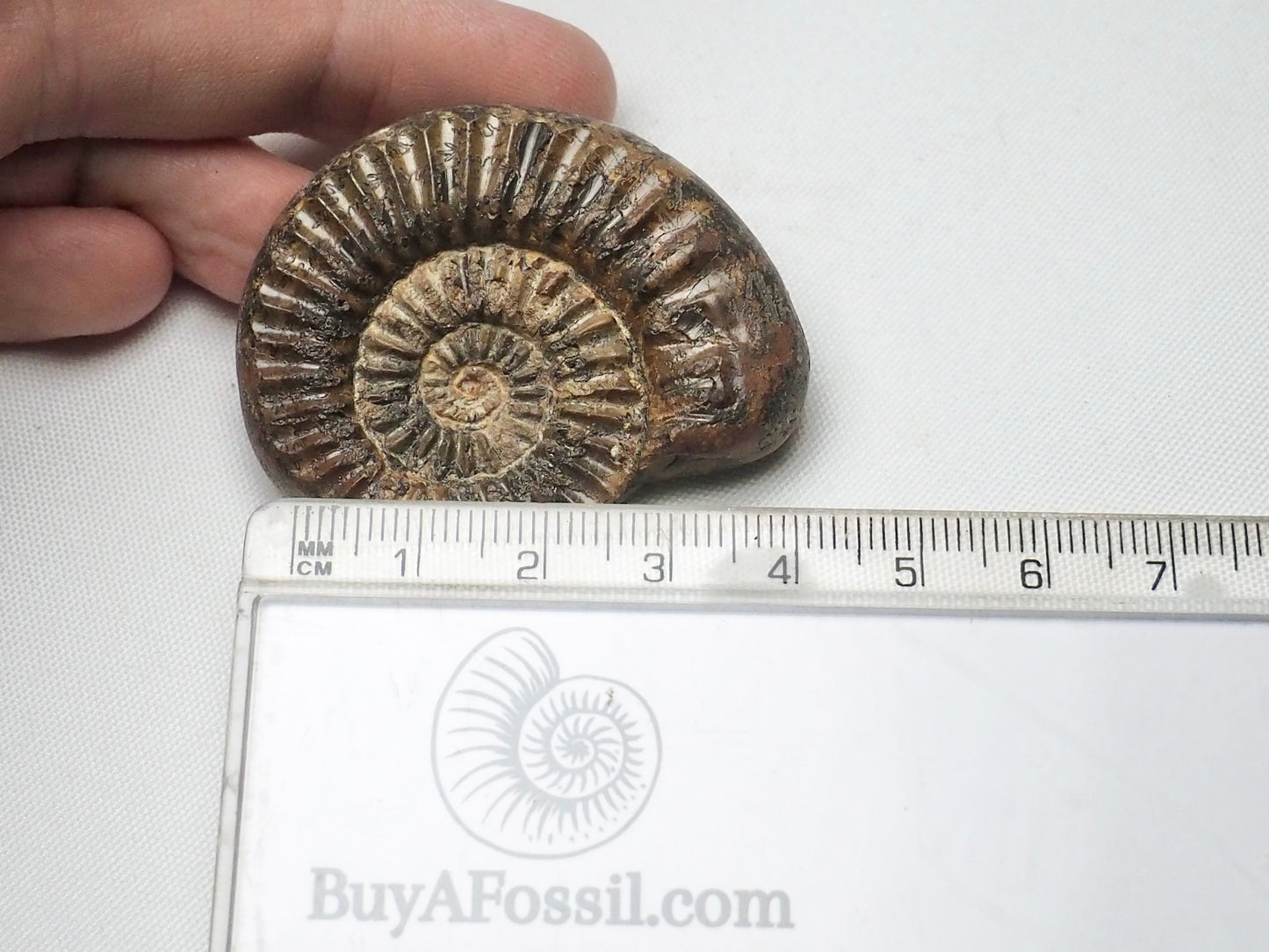 Small Pleuroceras Ammonite