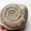 Dactylioceras With CutBase Ammonite Fossil for Sale – Whitby Yorkshire Coast Jurassic