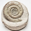 Dactylioceras Tenuicostatum Ammonite Fossil for Sale – Whitby Yorkshire Coast Jurassic