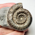 Porpoceras Ammonite Fossil – Whitby Yorkshire Coast – Jurassic