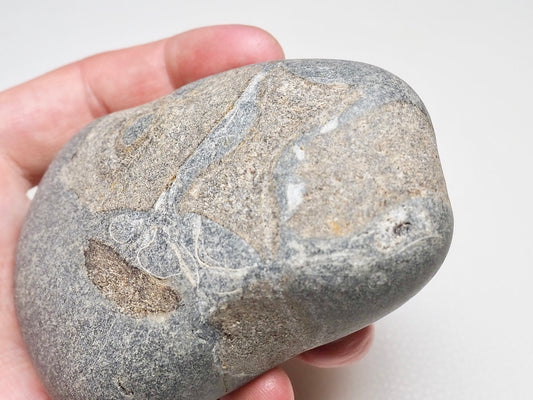 Ichthyosaur Verts in Pebble