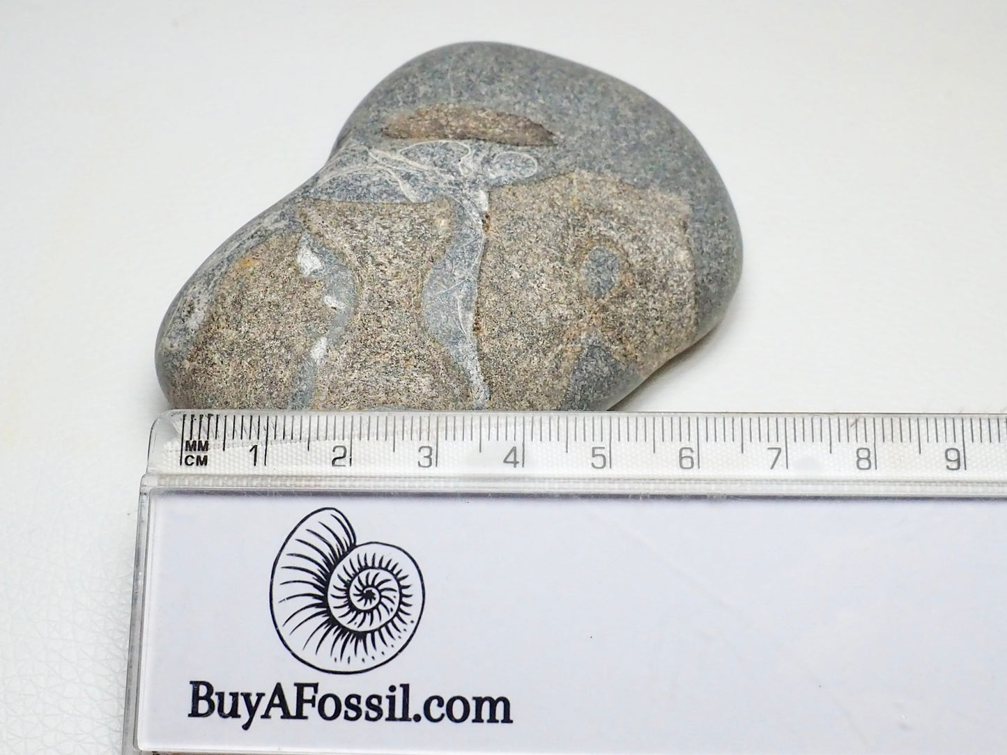 Ichthyosaur Verts in Pebble