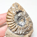 Pleuroceras Ammonite – Whitby Jurassic Fossil – Yorkshire Coast