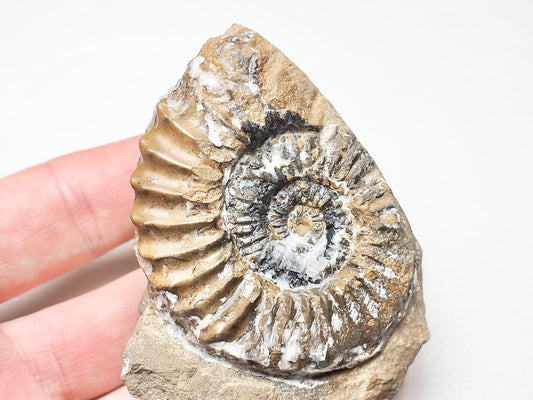 Pleuroceras Ammonite