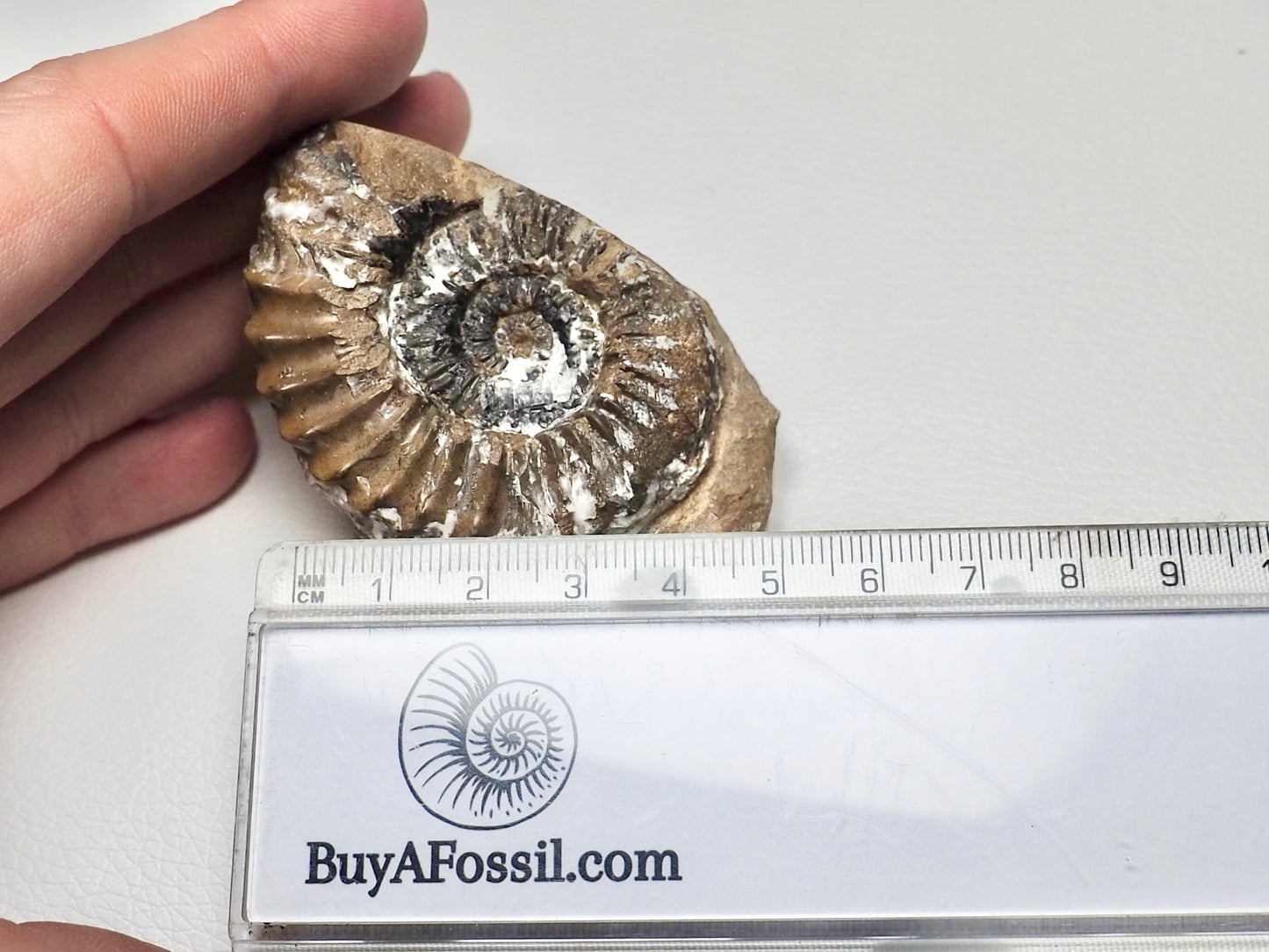 Pleuroceras Ammonite