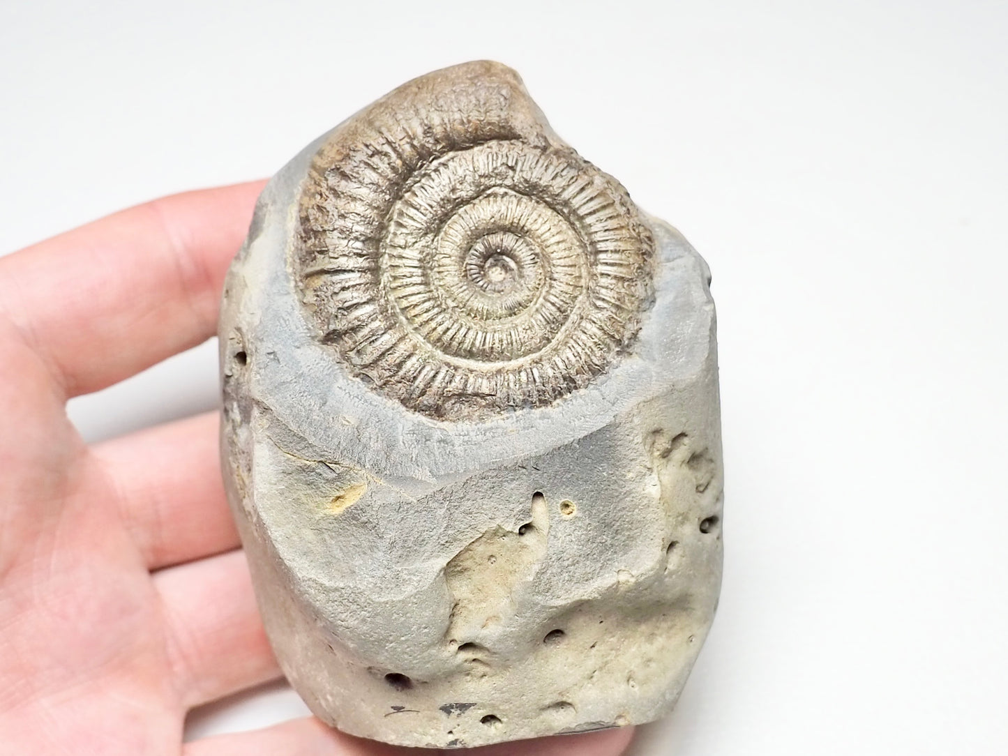 CutBase Dactylioceras Ammonite Fossil