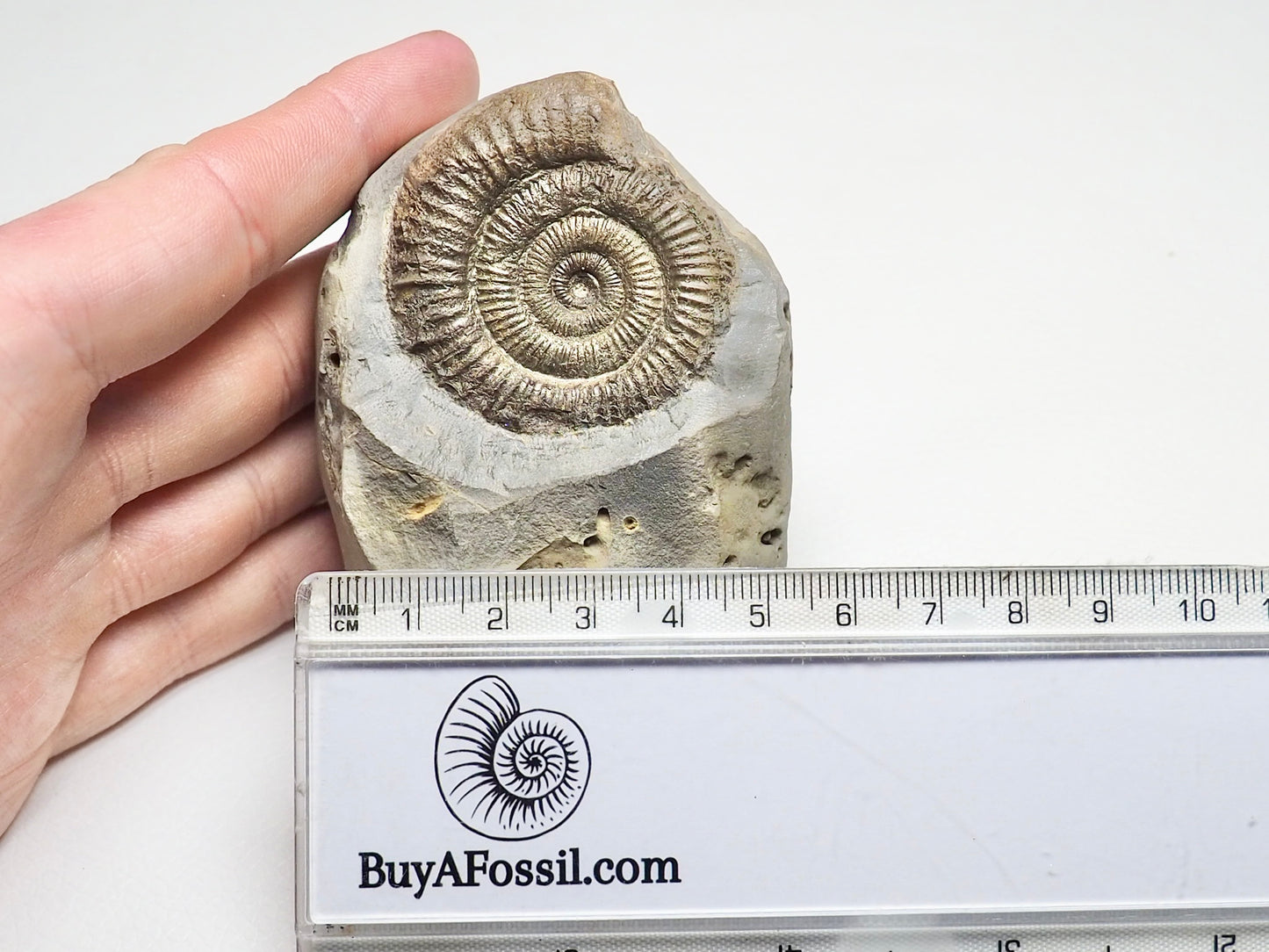 CutBase Dactylioceras Ammonite Fossil