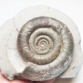 Tenuicostatum Dactylioceras Ammonite Fossil for Sale – Whitby Yorkshire Coast Jurassic