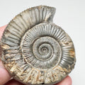 Peronoceras Ammonite Fossil – Whitby Yorkshire Coast – Jurassic