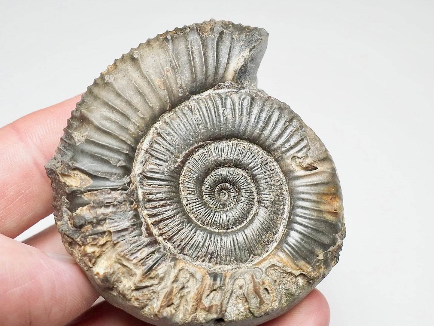 Peronoceras Ammonite Fossil Whitby