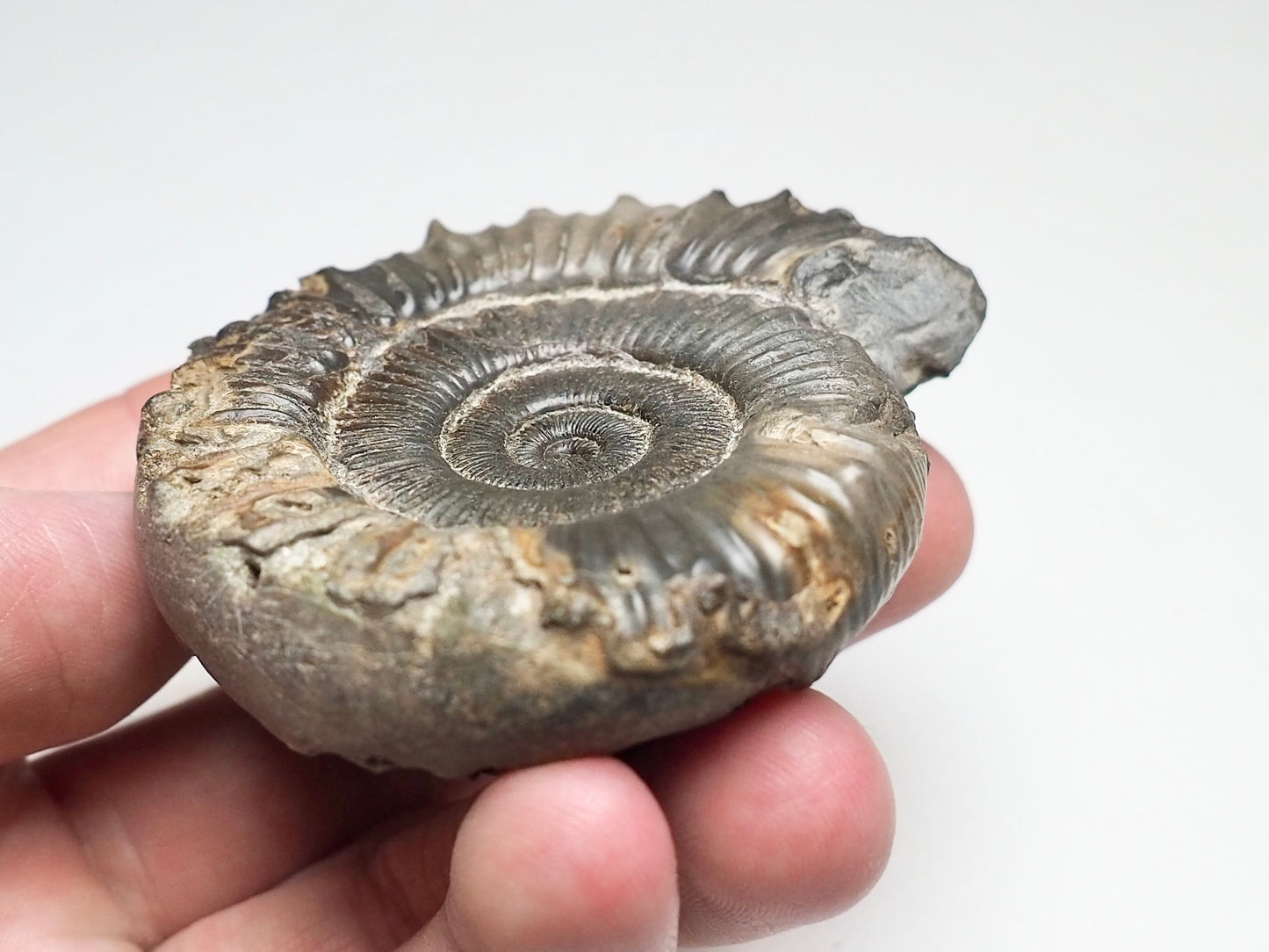 Peronoceras Ammonite Fossil Whitby