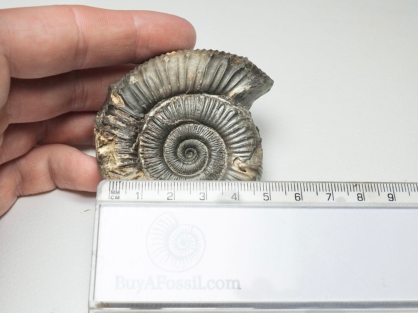 Peronoceras Ammonite Fossil Whitby