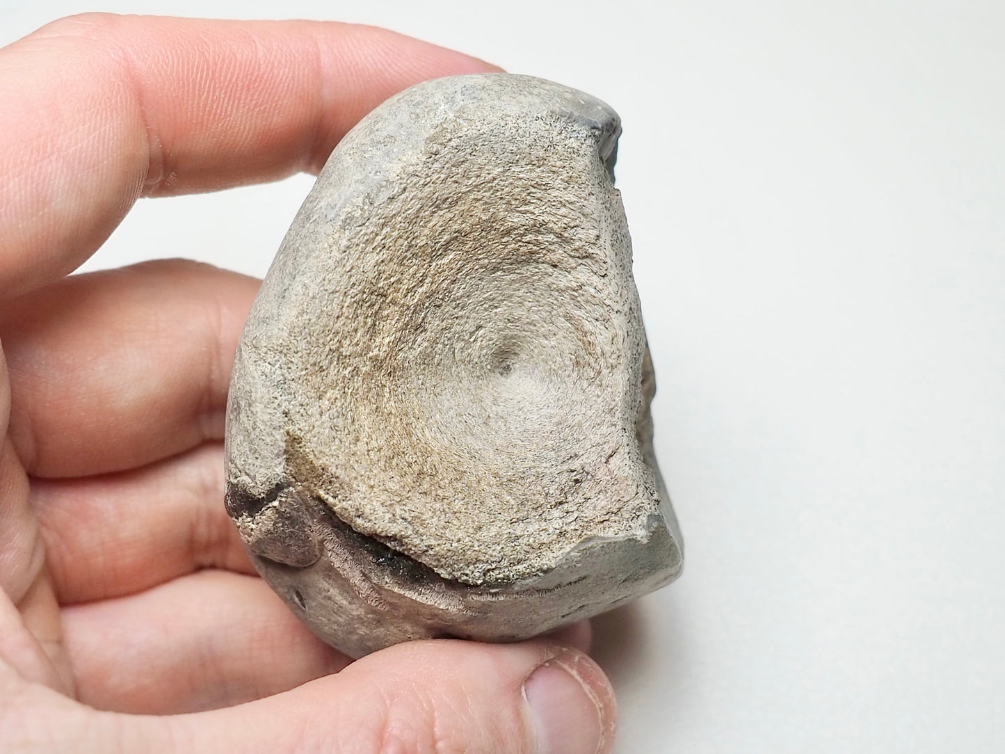 Partial Ichthyosaur Vertebra