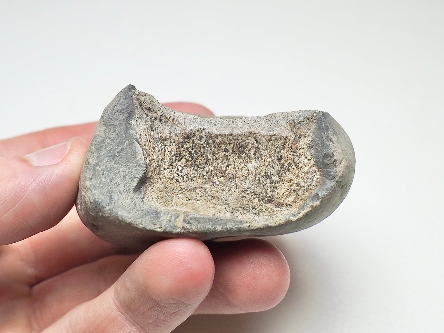 Partial Ichthyosaur Vertebra