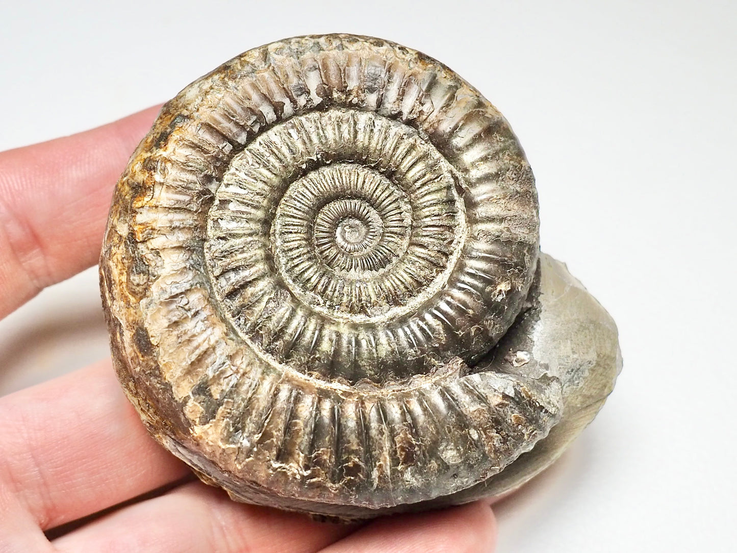 Dactylioceras From Whitby