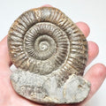 Peronoceras Ammonite Fossil – Whitby Yorkshire Coast – Jurassic