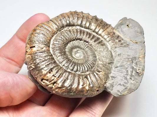 Peronoceras From Whitby