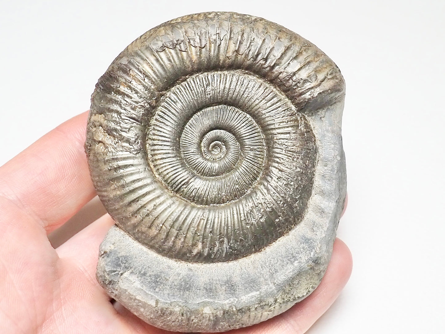 Dactylioceras From Whitby