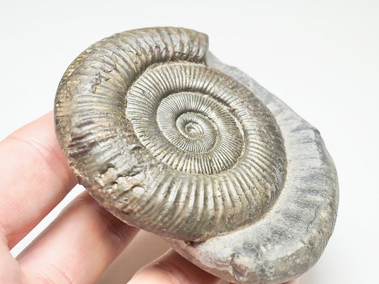 Dactylioceras From Whitby