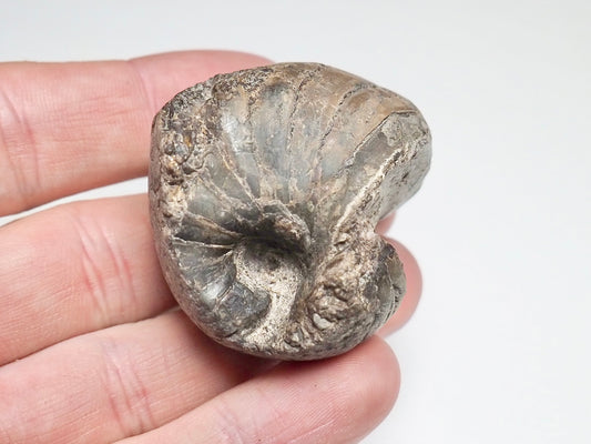 Partial Nautilus Fossil