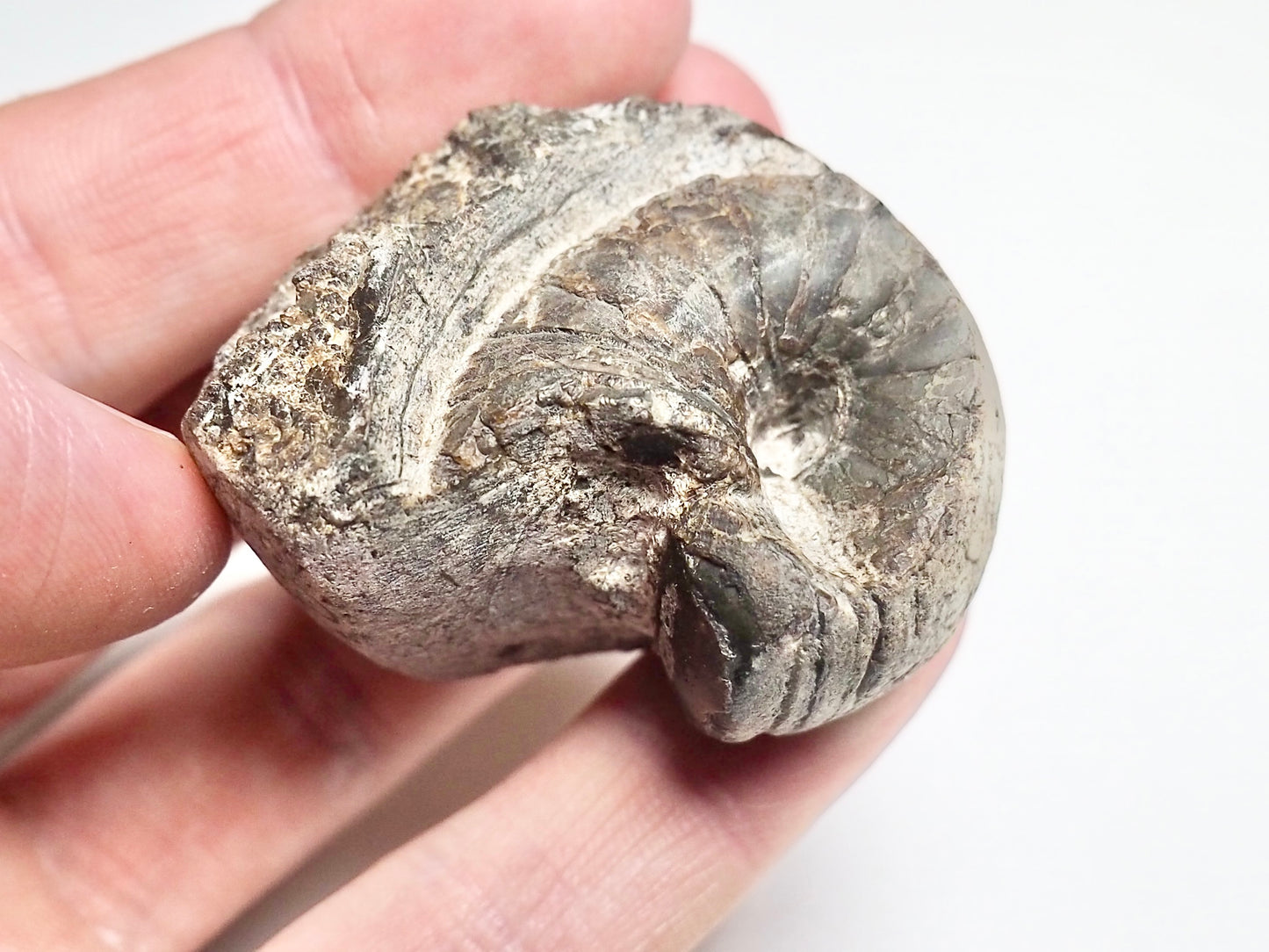 Partial Nautilus Fossil