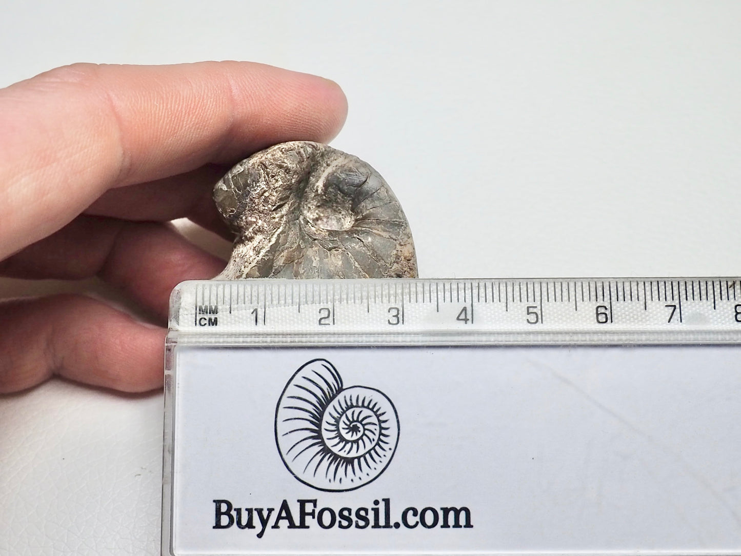 Partial Nautilus Fossil