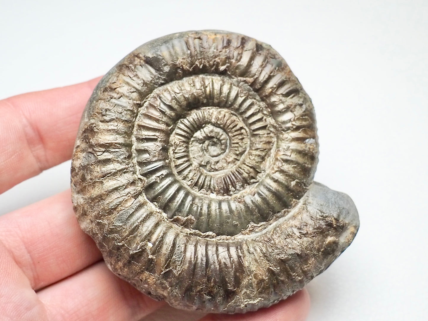 Dactylioceras Ammonite