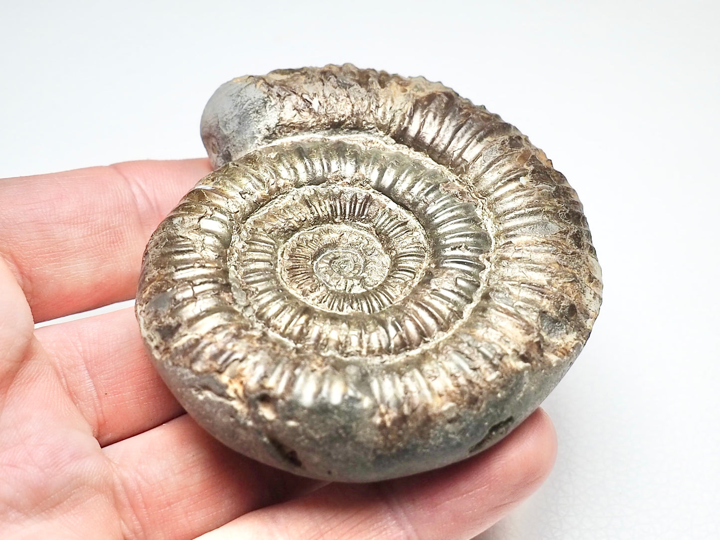 Dactylioceras Ammonite